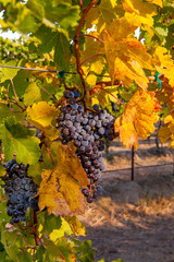 USA, Washington, Yakima Valley. Grapes ready for harvest in Red Mountain vineyard in Washington's Yakima Valley.