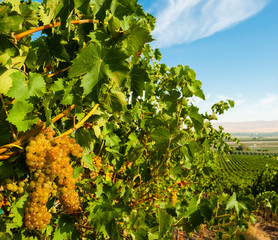 Usa, Washington State, Yakima Valley. Hahn Hill Vineyard, near Sunnyside is a popular source for...