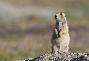 Wyoming, Sublette County, White-tailed Prairie Dog standing on hind legs at burrow.