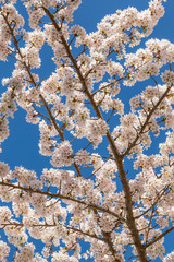 USA, Washington State, Seabeck. Cherry tree blossoms in spring. 