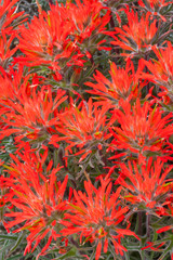 Wyoming, Lincoln County, Desert Paintbrush close-up of flowers.