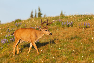 Olympic National Park, Hurricane Ridge. Black Tail buck in the lupine meadow