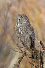 Wyoming, Sublette County, Great Gray Owl roosting on root snag.