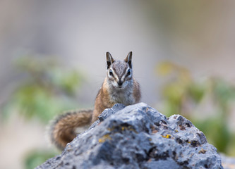 USA, Wyoming, Sublette County, Least Chipmunk sitting on rock