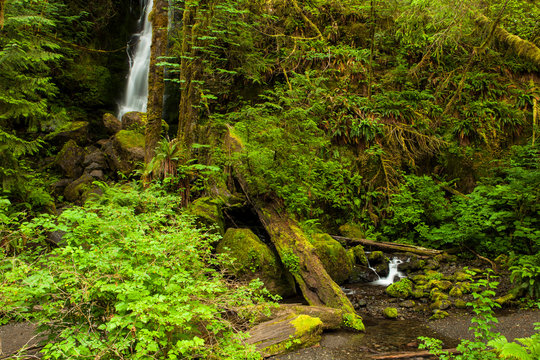 Olympic National Park Lake Quinault, Washington. Merriman Falls and the rain forest.