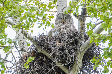 USA, Wyoming, Grand Teton National Park, female Great Gray Owl sits on her stick nest in an aspen tree with one of her chicks visible.
