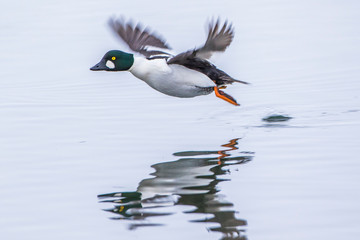 USA, Wyoming, Sublette County, Common Goldeneye takes off from a pond.