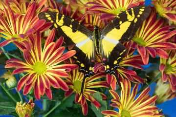Eurytides thyastes the Orange Kite Swallowtail on Mums