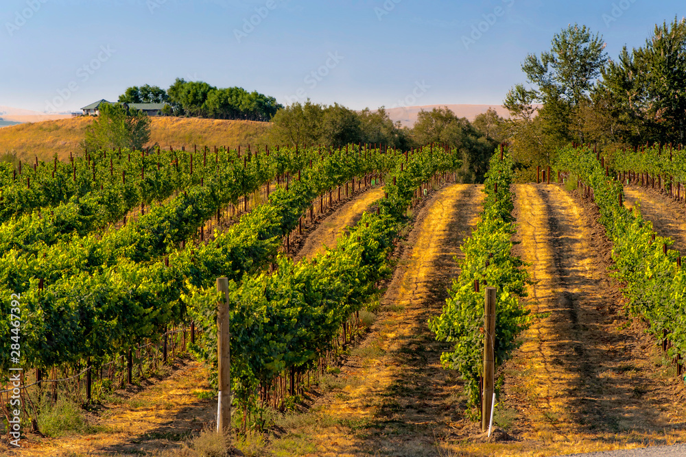 Poster usa, eastern washington, walla walla vineyards ripen in the summer sun.