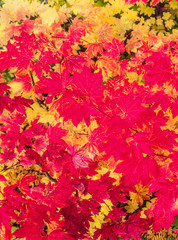 Naklejka na ściany i meble Fall colored Vine Maple Leaves, Mt. Baker National Forest, Washington State, USA