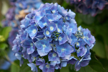 Blue blooming hydrangea flowers, Renton, Washington State, USA.