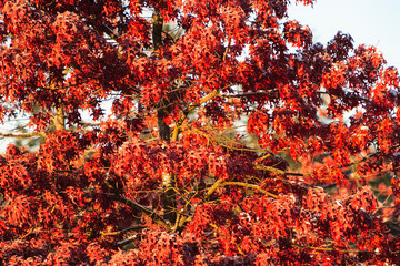 Fall colored Oak Leaves in Mill Creek, Washington State