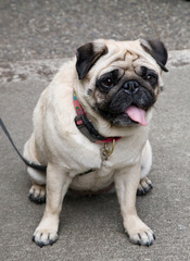 Fototapeta premium A portrait of a cute pug on a leash in a parking lot or city street.