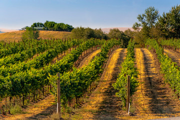 Fototapeta na wymiar USA, Eastern Washington, Walla Walla vineyards ripen in the summer sun.