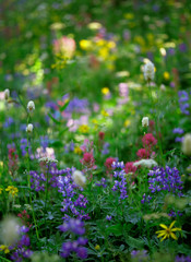 Summer wildflowers send forth a riot of color in Mt. Rainier National Park, WA.
