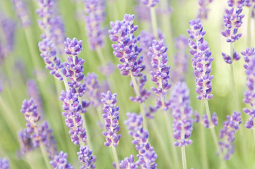 USA, WA, Squim, Lavendar (Selective Focus)
