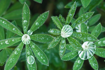 USA, WA, Olympic NP, Raindrops on Lupine Leaves