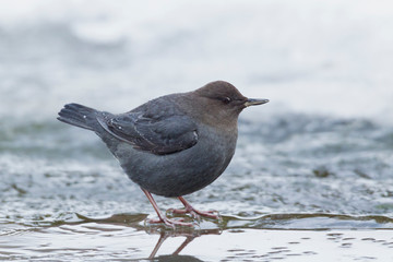 American Dipper, Winter Survival
