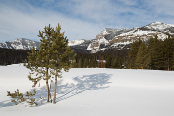 Fototapeta na wymiar Yellowstone National Park in Winter, Absorka Mountains