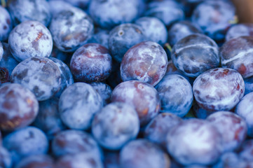 NA; USA; Washington; Chelan; Plums (selective focus}