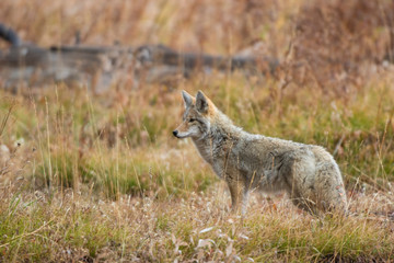 Coyote (Canis Latrans) Yellowstone National Park, Wyoming