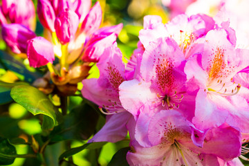 Bremerton, Washington State. Magenta and pink Rhododendrons