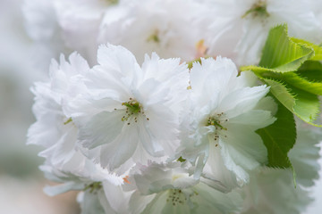 Washington State, Seattle, Arboretum, Cherry Blossoms