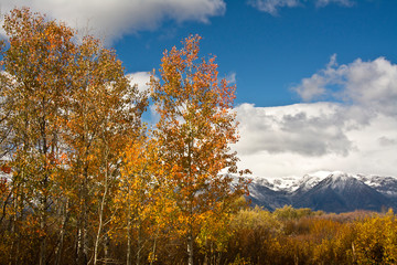 Autumn Trees, Willow Flats, Grand Teton National Park, Wyoming, USA