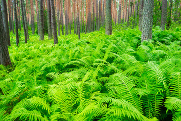 Pine forest in the summer. Dense thickets of fern.