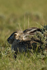 Whitetail Jackrabbit (Lepus townsendi) Wyoming. USA