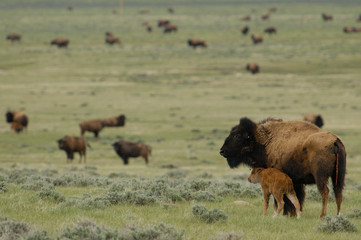 American Bison 'Buffalo' (Bison bison) - female and calves. Durham Ranch. Campbell County. Wyoming. USA