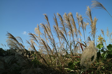 青空になびくススキ