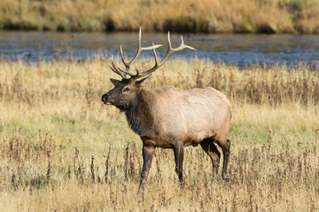 Naklejka na ściany i meble Elk (Cervus Elaphus) bull male, Yellowstone National Park, Wyoming