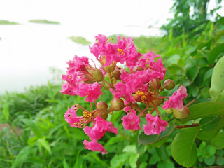 Beautyful pink flower in beautyful nature background, Wild flower in jungle.