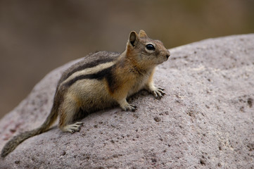 Naklejka na ściany i meble Golden-mantled Squirrel (Citellus lateralis) Yellowstone National Park. Wyoming. USA