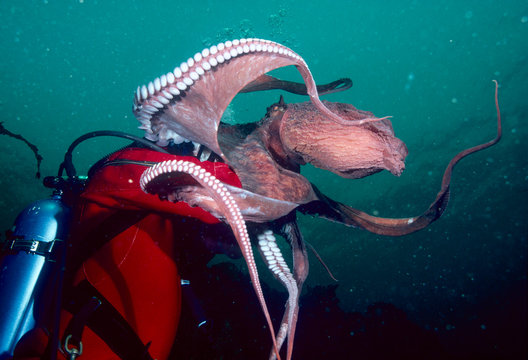 Giant Pacific Octopus (Enteroctopus dofleini) and diver, largest species in the world