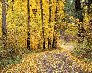 WA, Wenatchee National Forest, road through trees with fall color