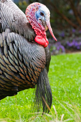 Obraz premium USA, WA, La Conner. Wild turkeys (Meleagris gallopavo) have established in the town becoming mascots. This male (gobbler) engages in a courtship display ritual.