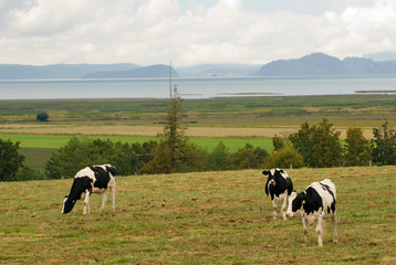 USA, WA, Skagit Valley. Pasture with view. Holsteins graze on scenic pastureland overlooking Puget Sound
