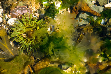 USA, WA, Puget Sound. Elegant tide pool tableau