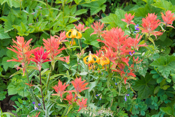 USA, Washington State. Indian Paintbrush and Tiger Lily wildflowers on Mt. Townsend, Silver Lakes trail
