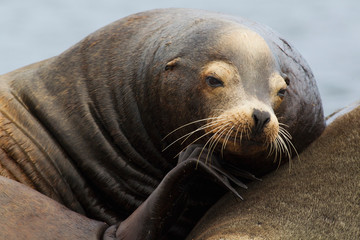 Fototapeta premium California Sea Lion Resting