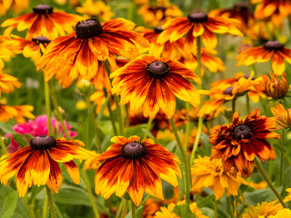 USA, Washington State, Seattle, Cherokee Sunset in Full Bloom