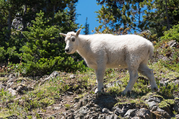 USA, Washington State. Mountain Goat kid along trail to Marmot Pass