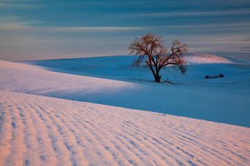 USA, Washington State, Sunset Bathed Lone Tree in Snow covered Winter Field © Terry Eggers/Danita Delimont