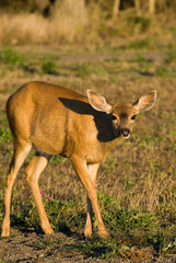 Fototapeta premium USA,, WA, Whidbey Island, Fort Casey State Park. Columbian Black-tailed deer in evening light