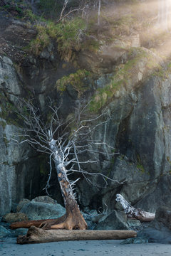 Usa, Washington State, Olympic National Park, Ruby Beach. Sun rays breaking through the early morning mist on cliffs and driftwood of Ruby Beach