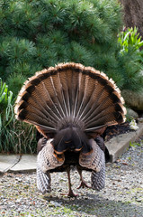 USA, WA, La Conner. Wild turkeys (Meleagris gallopavo) have established in the town becoming mascots. First appeared in 2004. Here a male (gobbler) engages in courtship ritual.