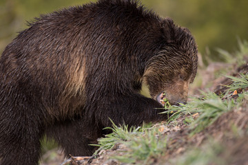 Obraz premium USA, Wyoming, Yellowstone National Park. Close-up of grizzly bear eating. 