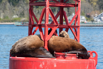 Usa, Washington State, Puget Sound. California Sea Lions crowd onto channel marker buoy